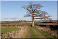 Tree at 5-way footpath junction