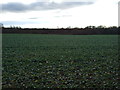 Crop field, Parkin Farm