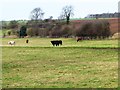 SE4732 : Pasture alongside Newthorpe Beck by Christine Johnstone
