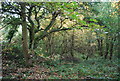 Woodland by the Basingstoke Canal