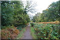 Towpath, Basingstoke Canal