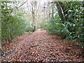 Track on the SW side of Hambledon Common