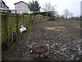 Goats At Lamont City Farm