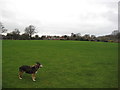 ST5414 : Playing Field, Sandhurst Road by Rupert Fleetingly