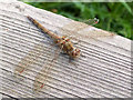 TQ5479 : Common Darter dragonfly, Sympetrum striolatum, Rainham Marshes by Stefan Czapski