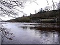 River Tyne at Wylam Scars