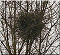 SJ9291 : Bird's Nest at Bredbury by Gerald England