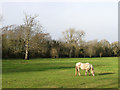 Firle Park