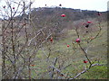 Rose hips in December on the lower slopes of Pulpit Hill