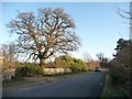 TL0296 : Winter tree, King's Cliffe Road by Christine Johnstone