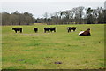 SO9902 : Gloucester cattle in  Cirencester Park by Philip Halling