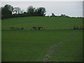 On the Aylesbury Ring path looking back towards Ellesborough