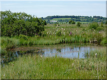 SN6862 : Pool on Cors Caron in July, Ceredigion by Roger  D Kidd