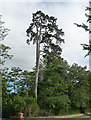 Tree near Tidmington