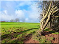 Windswept Hawthorn