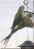 TQ2995 : Ring-Necked Parakeet (Psittacula krameri) by Christine Matthews