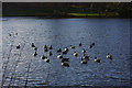 SP0584 : Barnacle geese on the lake at the Vale, Edgbaston by Phil Champion