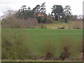 Kersoe House from path below Ashton Wood