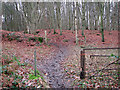 Through Old Hall Wood on Bentley Lane, Belstead