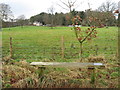 Pastures and woodland near Ridley