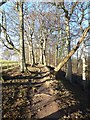 Footpath up the Stanhope Burn