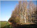 Bottisham: plantation, path, man and dog