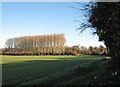 Bottisham: path and plantation