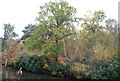 Autumn colours, Basingstoke Canal