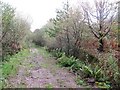 Forest road, Machrie