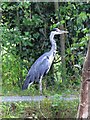 Heron on the prowl