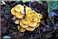 Fungi on dead leaves