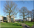 Oak trees in Crawley