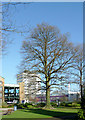 Oak tree in the Memorial Gardens, Crawley, West Sussex