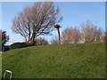 Unusual shaped tree in East Brighton Park