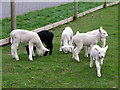 Lambs at  Stewart Tower