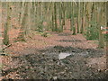 Muddy section of a path through Crowell Wood