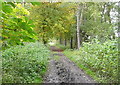 Old railway towards Goathland