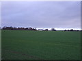 Farmland off Swillington Lane