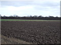 Farmland, Barkston Ash