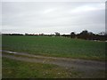 Towards a pond near Bell farm