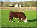 Hereford bull, Little Langford