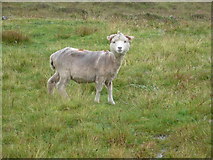 HU5562 : Whalsay: a bedraggled sheep by Chris Downer