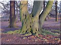 TQ1973 : Beech tree in winter, Conduit Wood, Richmond Park by Stefan Czapski