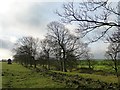 Trees along a stream near Spicer House