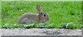 NY4103 : Rabbit at Troutbeck, Cumbria by Christine Matthews