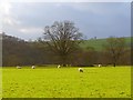 Pasture, Kirkoswald