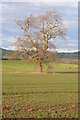 Tree in an arable field