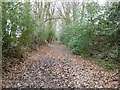 Avenue of trees on path to Wyatt Wood