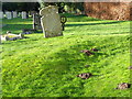 ST9929 : Molehills, St George's Churchyard by Maigheach-gheal