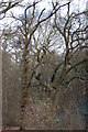 Winter Trees in Giddings Copse